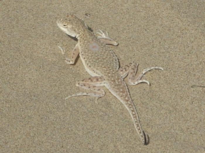 А эта круглоголовка обитает на сыпучих барханах и ловко прячется в песок при пер